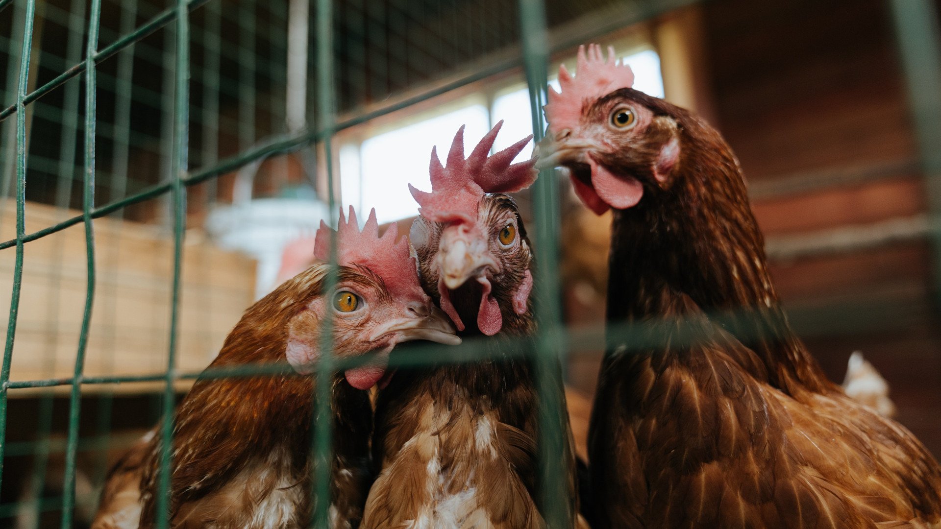 37分钟与17年，勒布朗·詹姆斯的焦点之战哲学