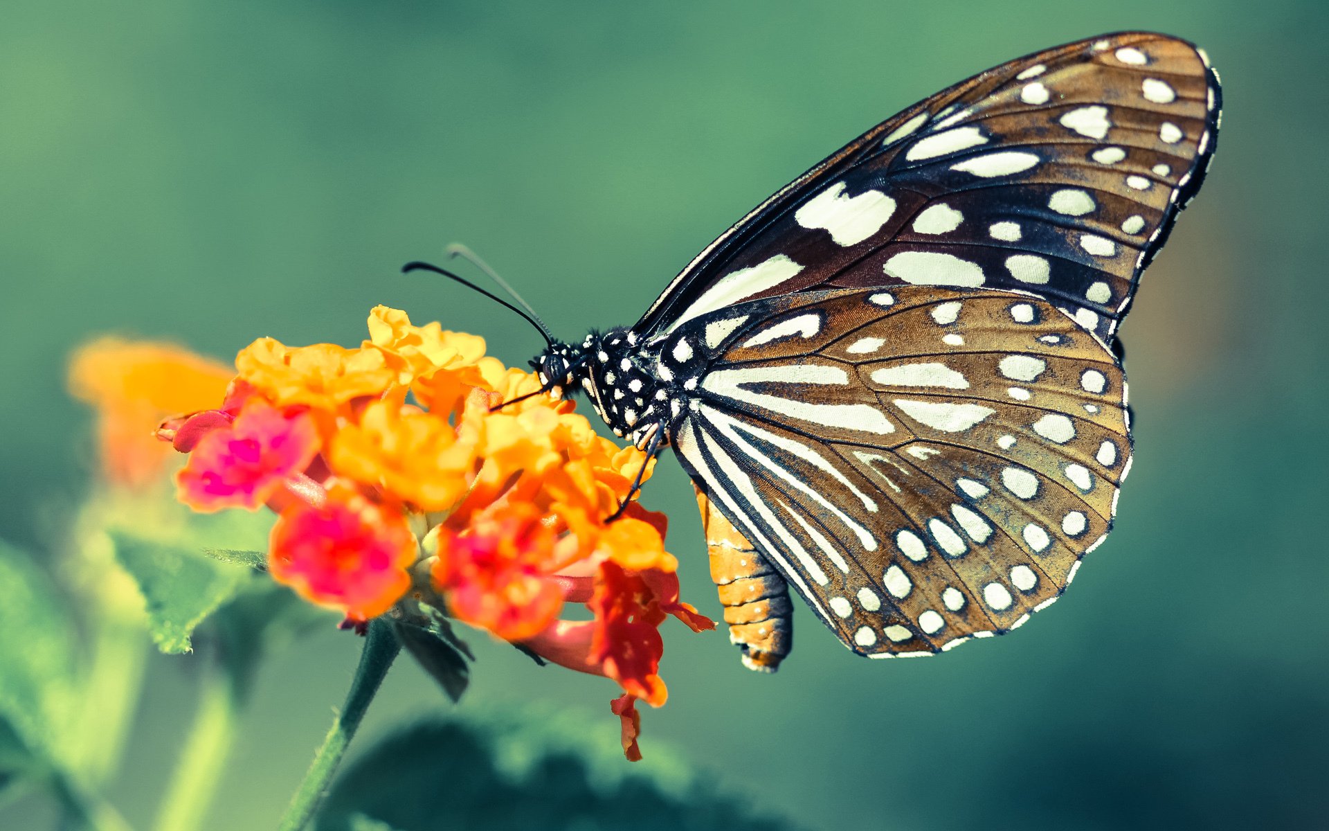 东方的玫瑰，迪巴拉如何一球击碎百年宿命