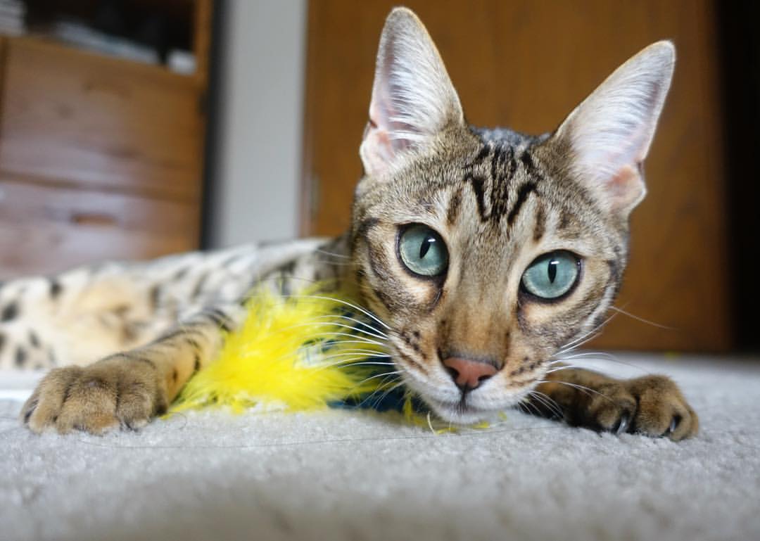 绿茵与地缘的加时赛，当德里赫特撞上德黑兰