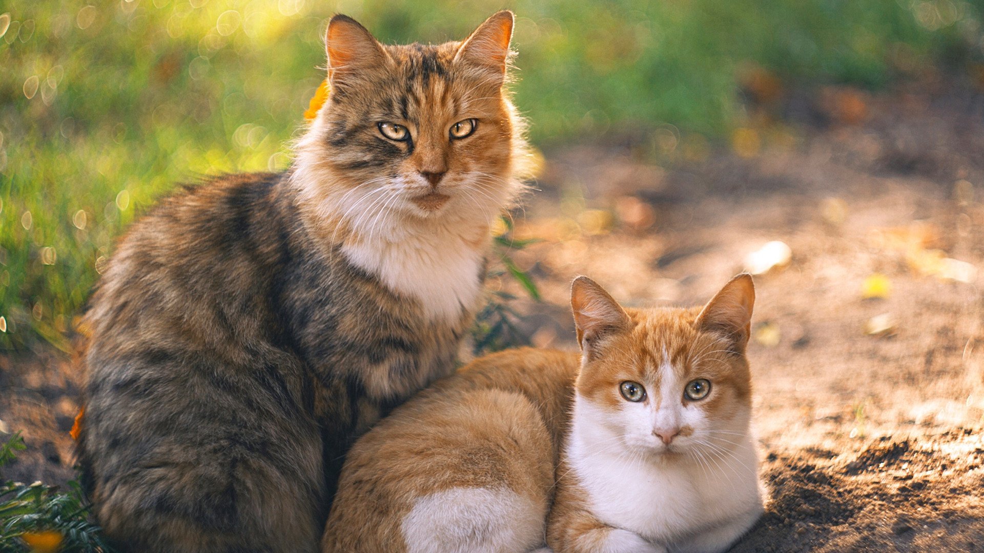 英超争冠之夜，当蓝色淹没红色，拉梅洛的剑锋为何无人可挡？