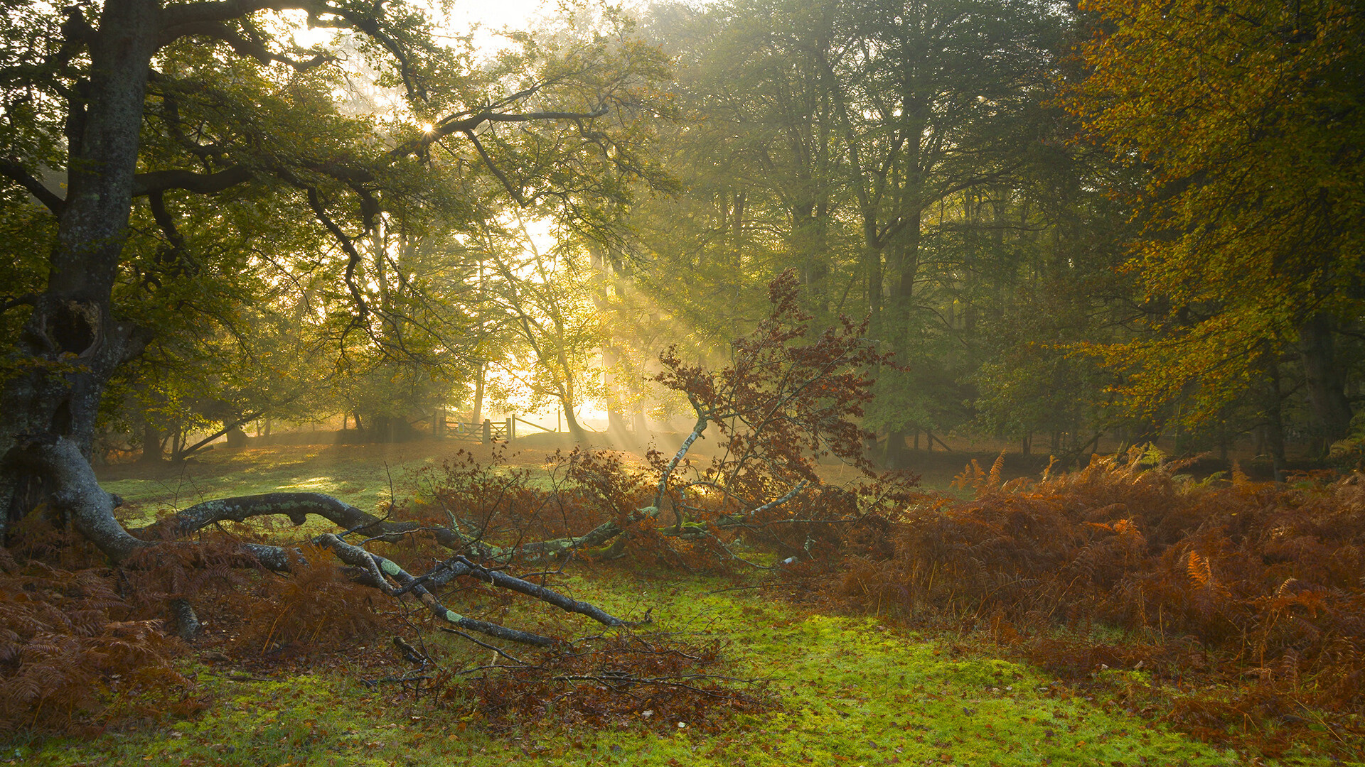 当存在感成为双刃剑，班凯罗照亮赛场，爵士团队踏平王座