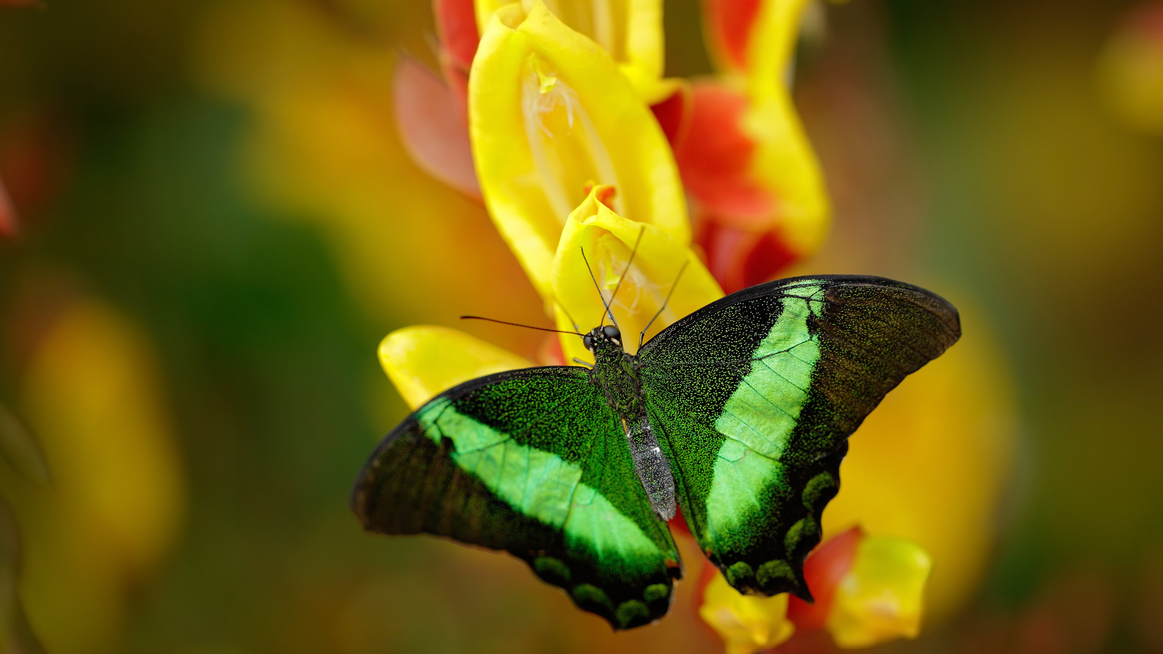 班凯罗砍下42+13却吞败果,掘金用非典型胜利诠释赢球密码