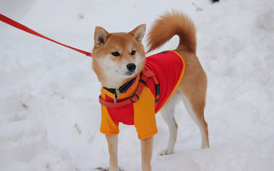 关键时刻连砍8分!老牌控卫保罗末节发力,勇士主场轻取骑士