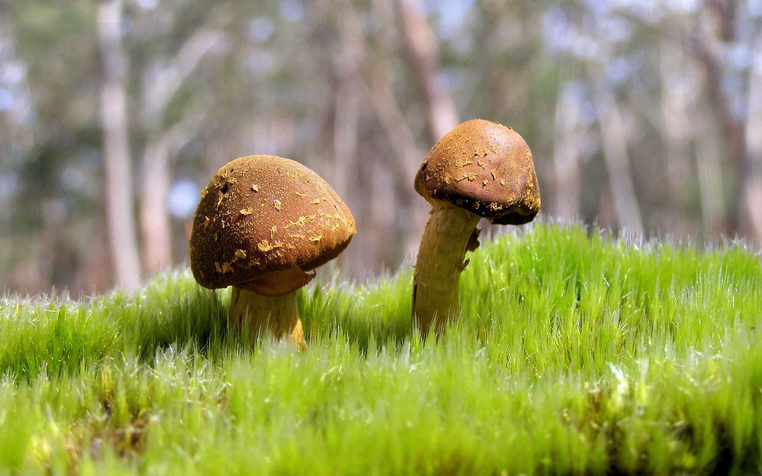 开云体育APP下载-绝无仅有！美加墨见证历史，南非补时绝杀掀翻利物浦，足球版图剧烈震动