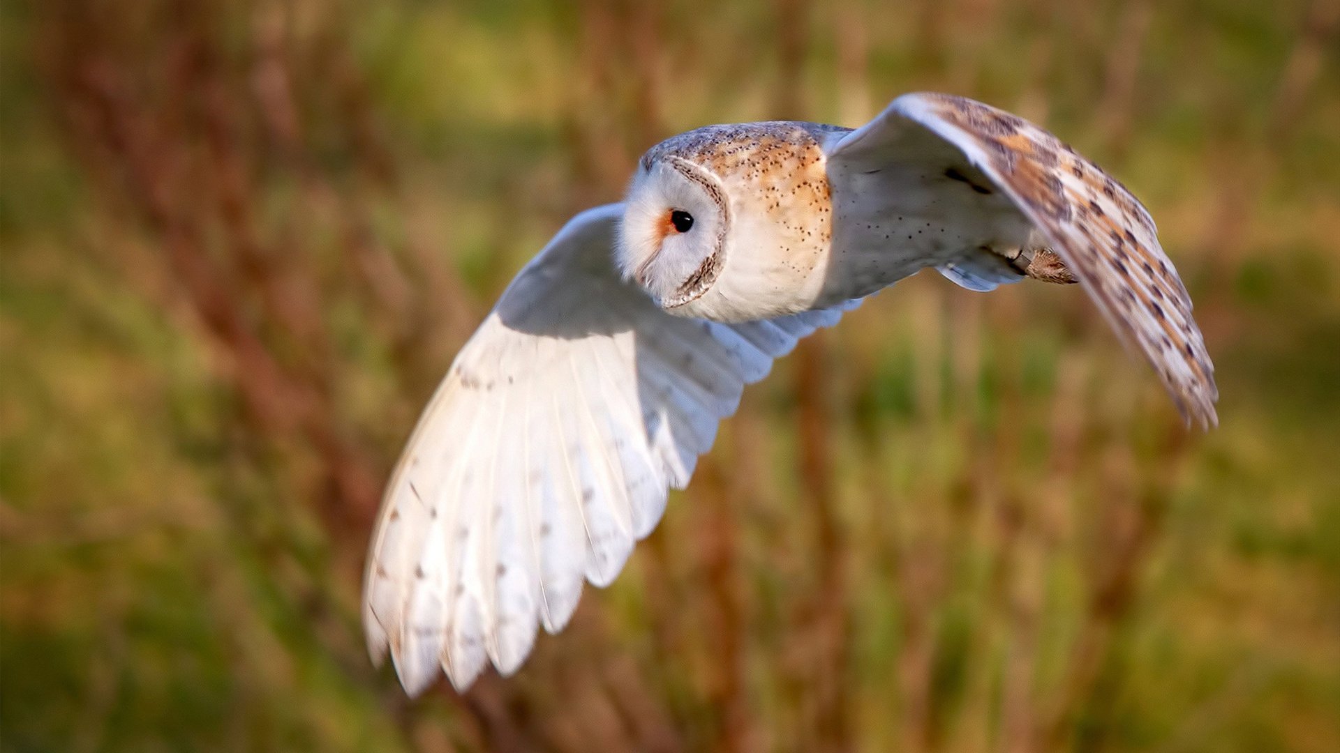 绿茵场上的逆袭诗篇，萨卡点亮波兰逆转哥斯达黎加之夜