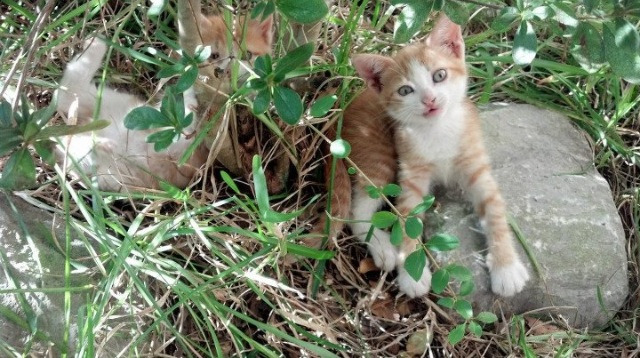 引擎爵士乐，当争冠独行侠踩下叛逆油门