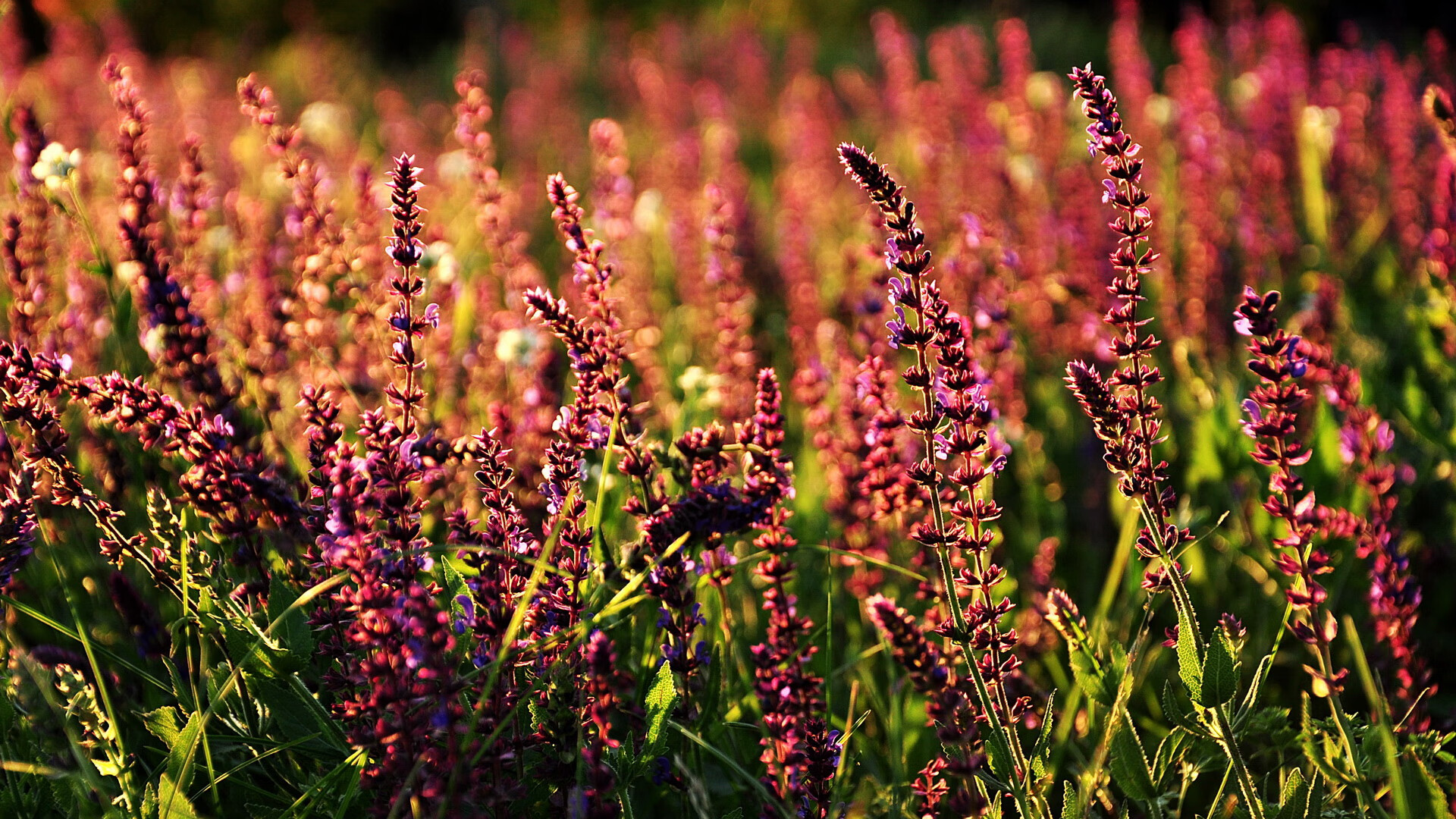 东决关键焦点战，国际米兰击溃阿根廷，迈向荣耀之巅