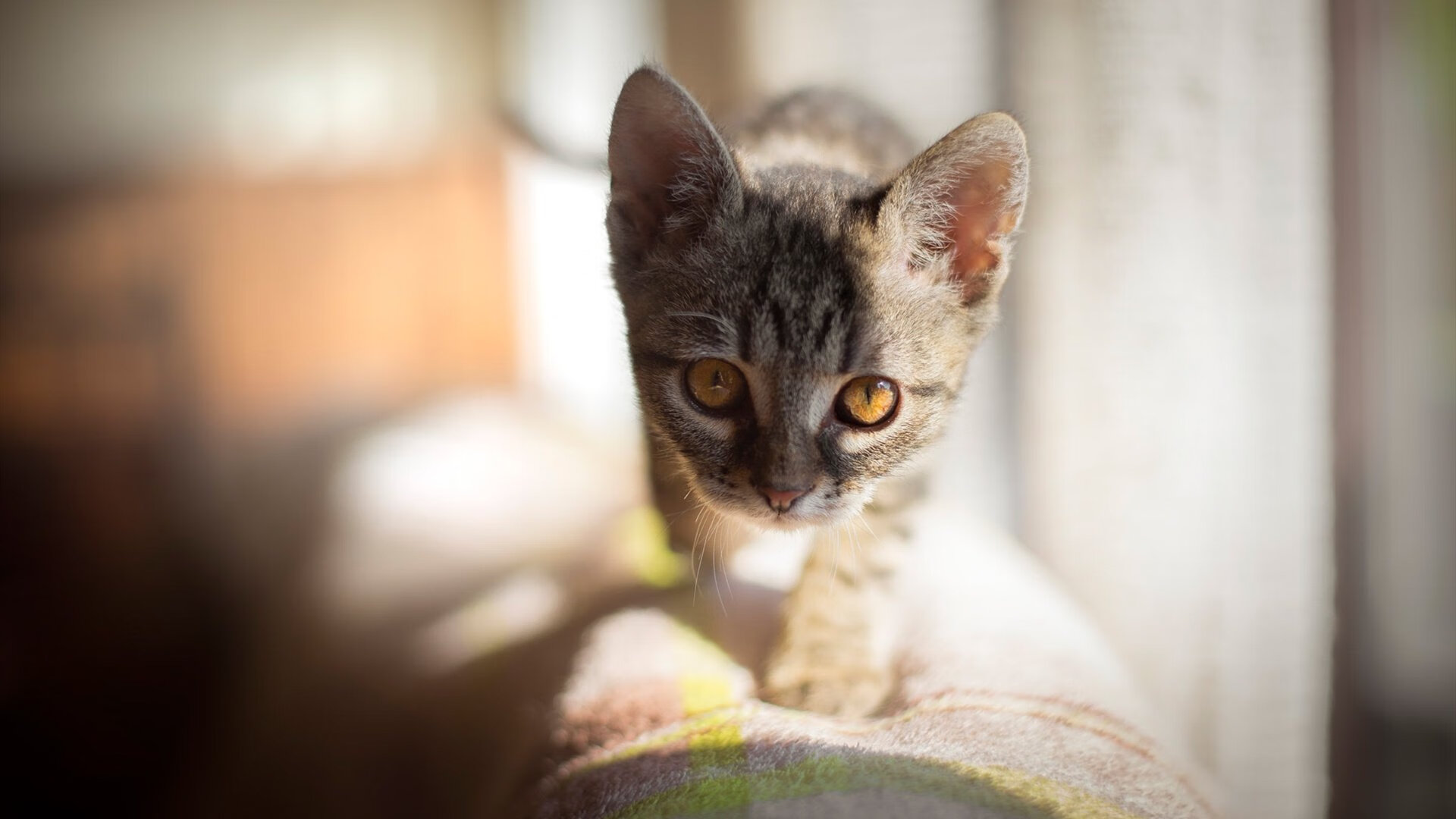 非洲荣耀，从绿茵场到硬木地板的胜利号角