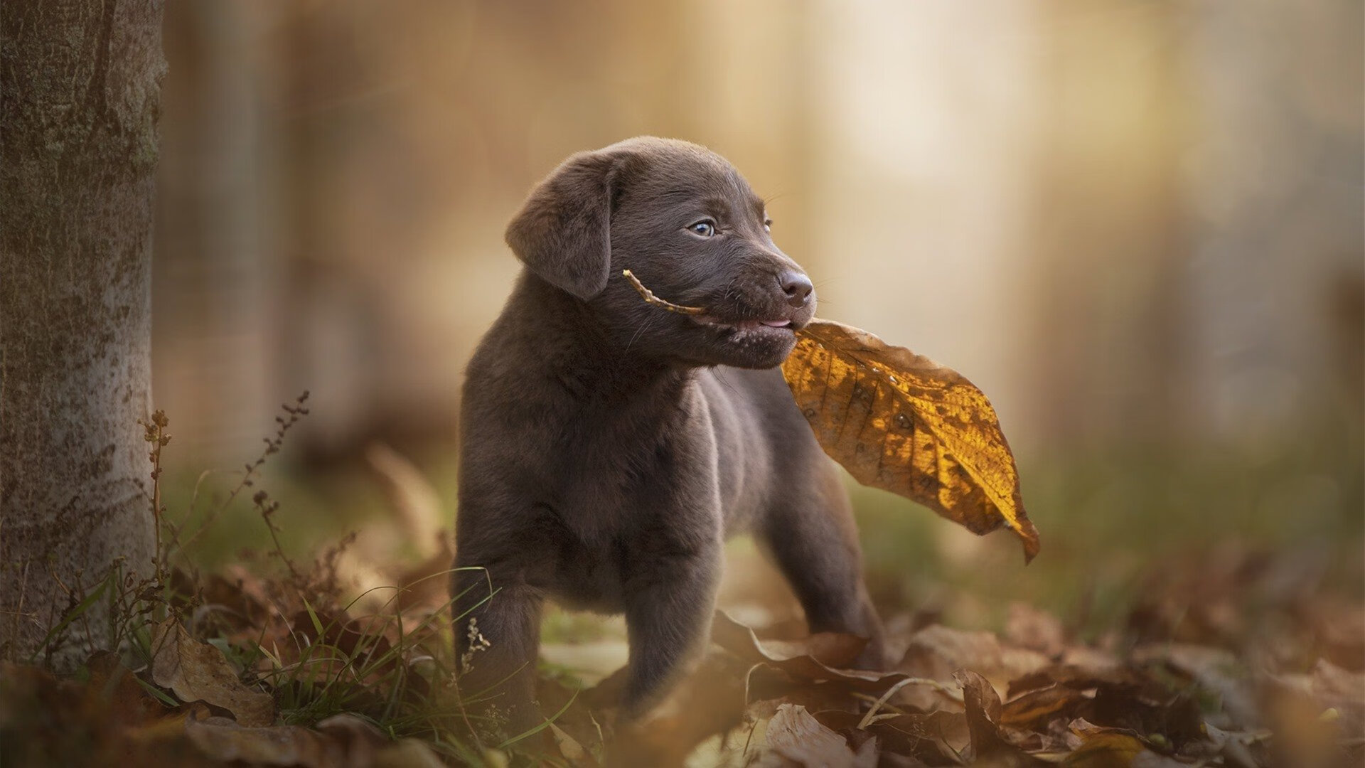 红白交响曲，当恩佐在雨夜写下救赎
