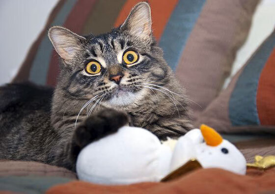 谁才是真正的大场面先生？贝林厄姆冷静绝杀与土耳其闪电战的双重启示