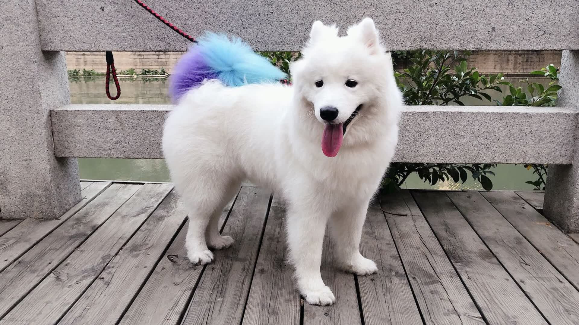 永恒德比惊现世纪穿裆！内马尔一击刺穿蓝鹰，诠释何为顶级巨星稀缺性