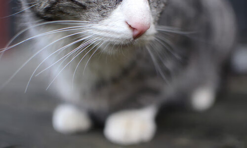 东契奇三分钟审判，当个人才华碾碎团队战术，篮球的终极悬念何在？