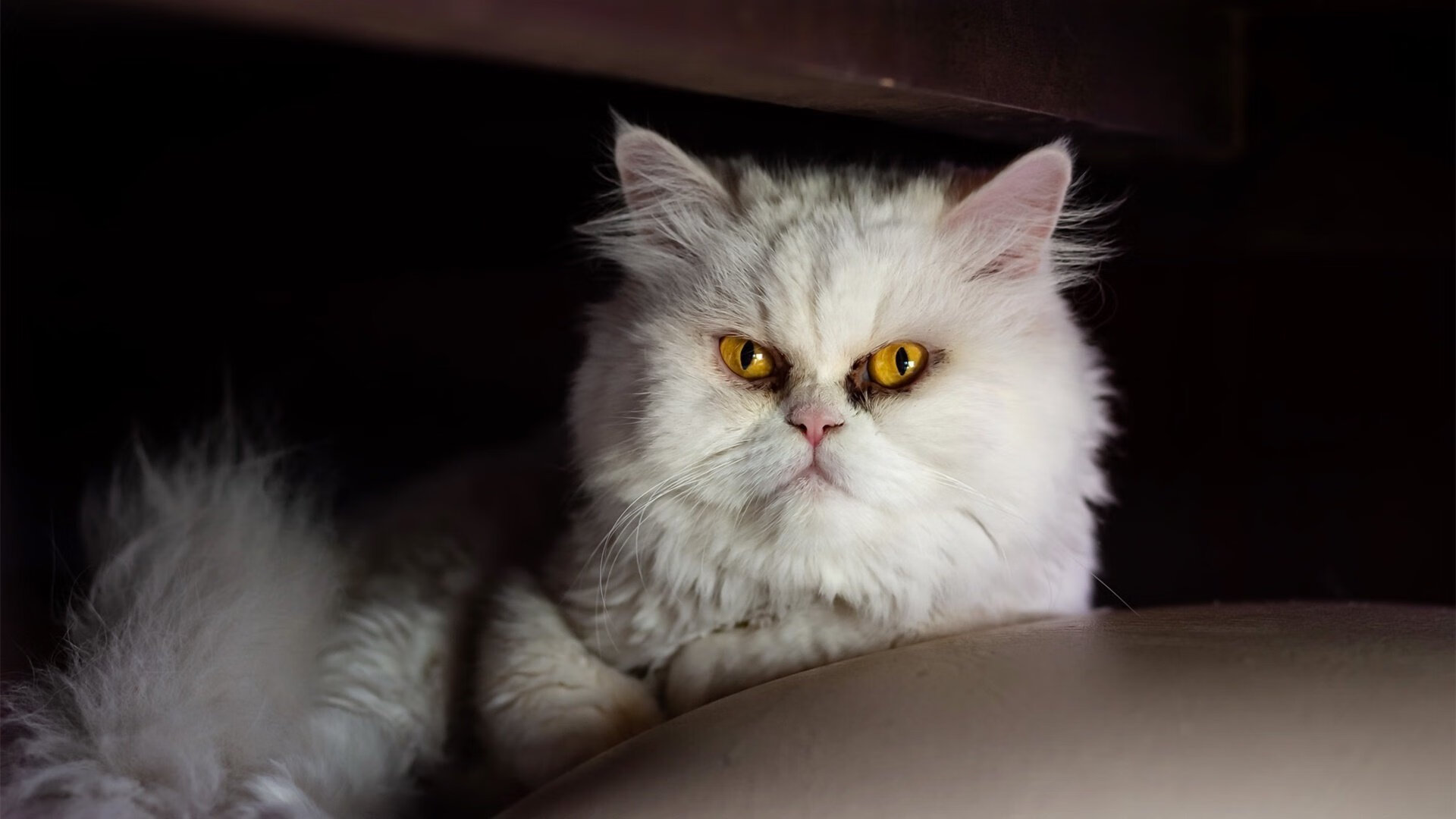 当西决战火染绿茵，韩国足球的最后时刻绝杀哲学